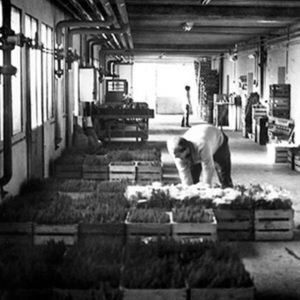 1954
Spezialisierung auf Topfpflanzen und Beginn der Lieferungen an den Grossverteiler Migros